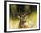 WDH9019-Rien Poortvliet-Framed Giclee Print