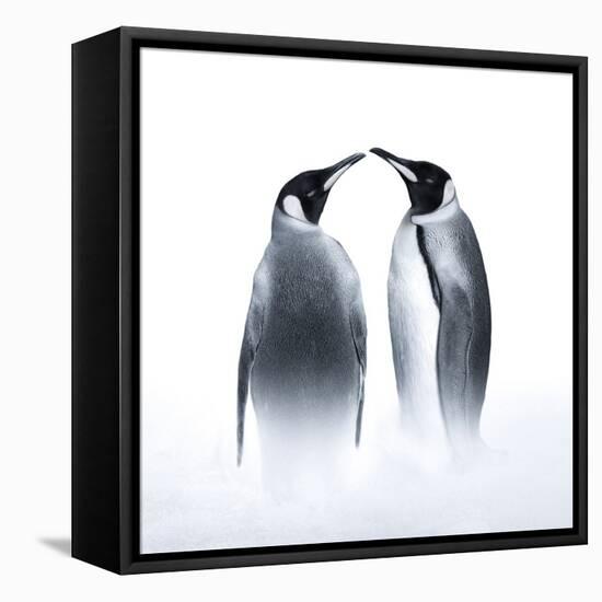 We are King Penguin-Judy Tseng-Framed Premier Image Canvas