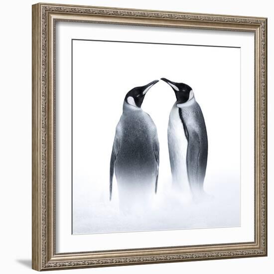 We are King Penguin-Judy Tseng-Framed Giclee Print