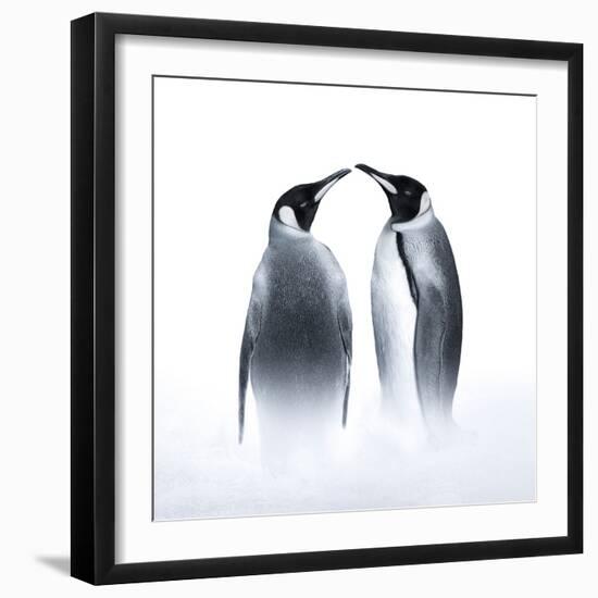 We are King Penguin-Judy Tseng-Framed Giclee Print