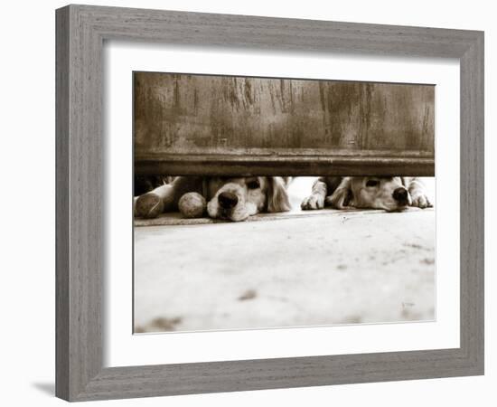 We See You-Jim Dratfield-Framed Photo