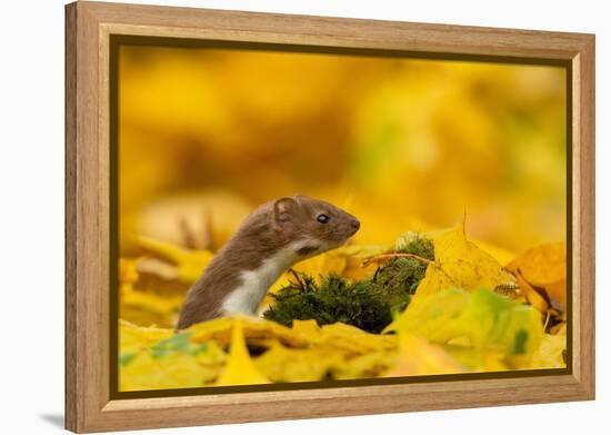 Weasel head looking out of yellow autumn acer leaves, UK-Paul Hobson-Framed Premier Image Canvas