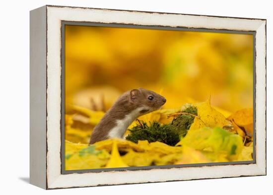 Weasel head looking out of yellow autumn acer leaves, UK-Paul Hobson-Framed Premier Image Canvas