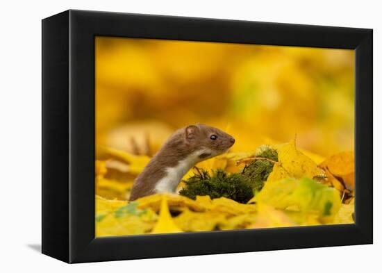 Weasel head looking out of yellow autumn acer leaves, UK-Paul Hobson-Framed Premier Image Canvas