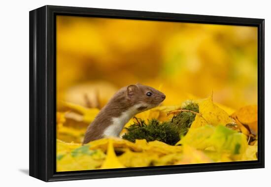 Weasel head looking out of yellow autumn acer leaves, UK-Paul Hobson-Framed Premier Image Canvas