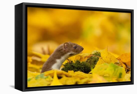 Weasel head looking out of yellow autumn acer leaves, UK-Paul Hobson-Framed Premier Image Canvas