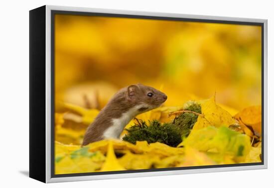 Weasel head looking out of yellow autumn acer leaves, UK-Paul Hobson-Framed Premier Image Canvas