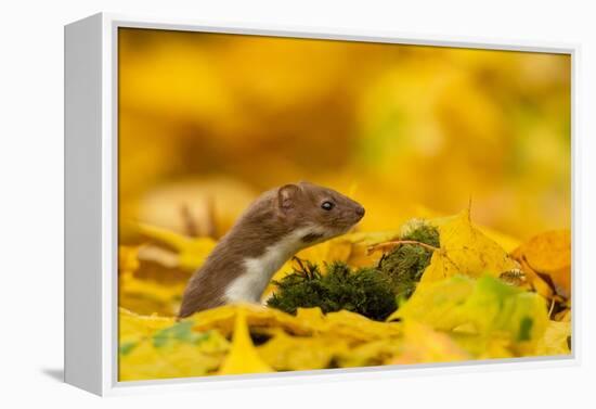 Weasel head looking out of yellow autumn acer leaves, UK-Paul Hobson-Framed Premier Image Canvas