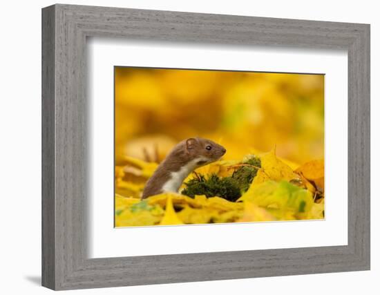 Weasel head looking out of yellow autumn acer leaves, UK-Paul Hobson-Framed Photographic Print