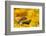 Weasel head looking out of yellow autumn acer leaves, UK-Paul Hobson-Framed Photographic Print