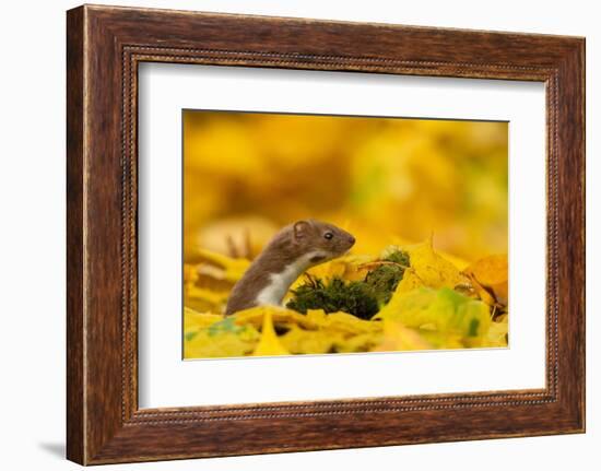 Weasel head looking out of yellow autumn acer leaves, UK-Paul Hobson-Framed Photographic Print