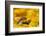 Weasel head looking out of yellow autumn acer leaves, UK-Paul Hobson-Framed Photographic Print