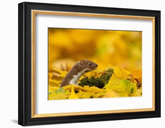 Weasel head looking out of yellow autumn acer leaves, UK-Paul Hobson-Framed Photographic Print