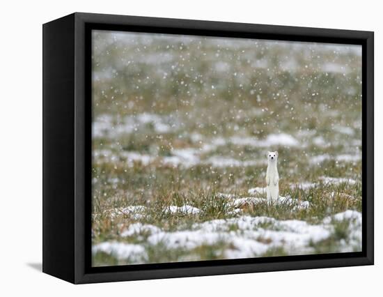 Weasel in white winter coat in falling snow, Germany-Konrad Wothe-Framed Premier Image Canvas