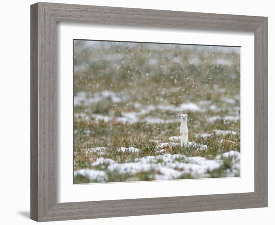 Weasel in white winter coat in falling snow, Germany-Konrad Wothe-Framed Photographic Print