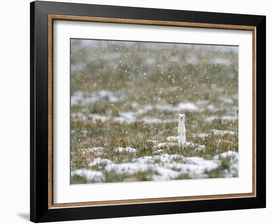 Weasel in white winter coat in falling snow, Germany-Konrad Wothe-Framed Photographic Print