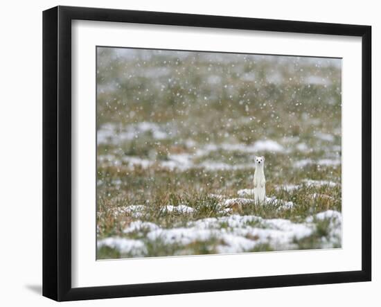 Weasel in white winter coat in falling snow, Germany-Konrad Wothe-Framed Photographic Print