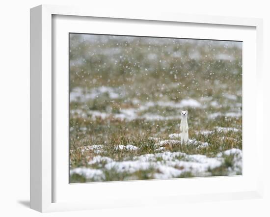 Weasel in white winter coat in falling snow, Germany-Konrad Wothe-Framed Photographic Print