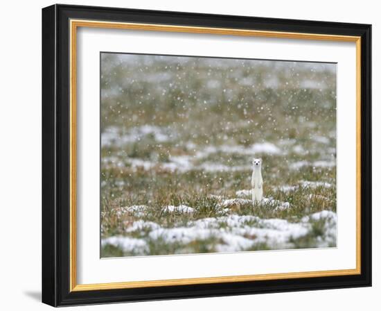 Weasel in white winter coat in falling snow, Germany-Konrad Wothe-Framed Photographic Print