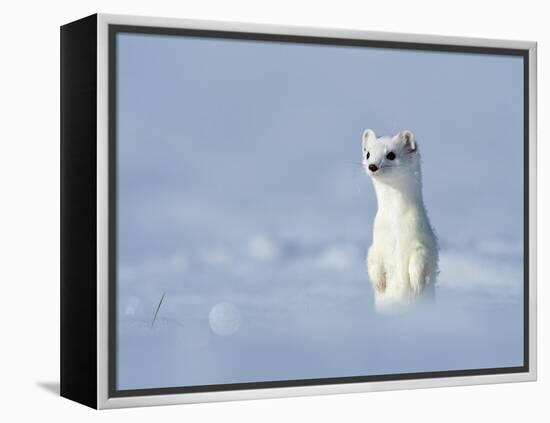 Weasel in white winter coat standing in snow, Germany-Konrad Wothe-Framed Premier Image Canvas