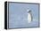 Weasel in white winter coat standing in snow, Germany-Konrad Wothe-Framed Premier Image Canvas