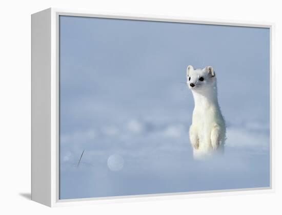 Weasel in white winter coat standing in snow, Germany-Konrad Wothe-Framed Premier Image Canvas