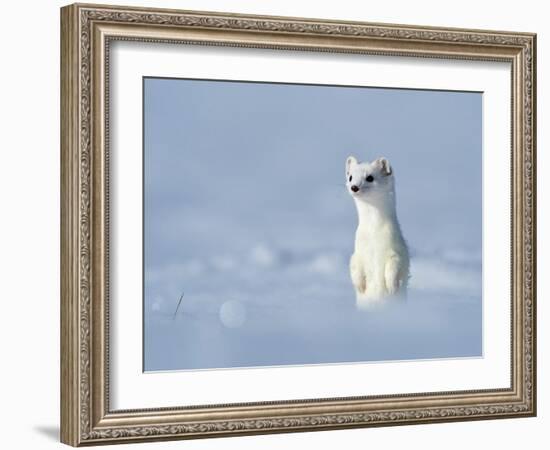 Weasel in white winter coat standing in snow, Germany-Konrad Wothe-Framed Photographic Print