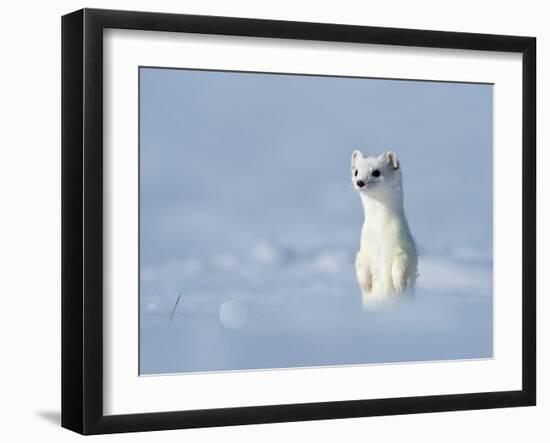 Weasel in white winter coat standing in snow, Germany-Konrad Wothe-Framed Photographic Print