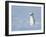 Weasel in white winter coat standing in snow, Germany-Konrad Wothe-Framed Photographic Print