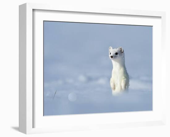 Weasel in white winter coat standing in snow, Germany-Konrad Wothe-Framed Photographic Print