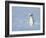 Weasel in white winter coat standing in snow, Germany-Konrad Wothe-Framed Photographic Print