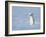 Weasel in white winter coat standing in snow, Germany-Konrad Wothe-Framed Photographic Print