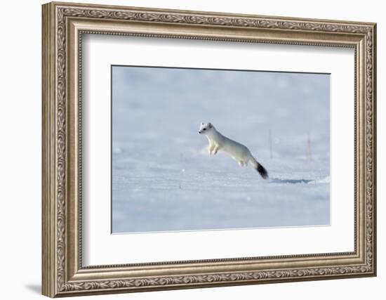 Weasel in winter coat, running through snow, Germany-Konrad Wothe-Framed Photographic Print