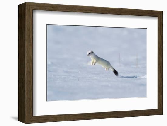 Weasel in winter coat, running through snow, Germany-Konrad Wothe-Framed Photographic Print