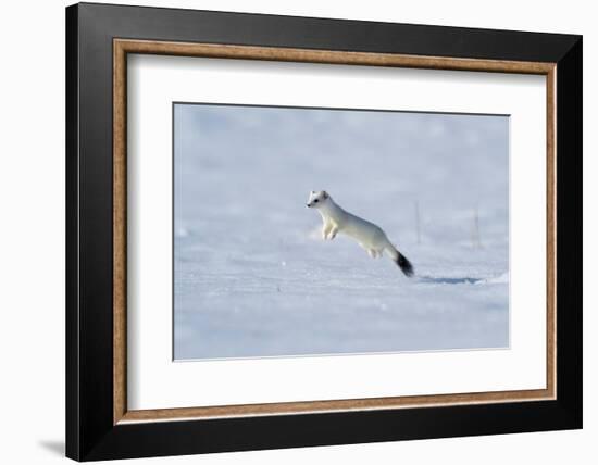 Weasel in winter coat, running through snow, Germany-Konrad Wothe-Framed Photographic Print