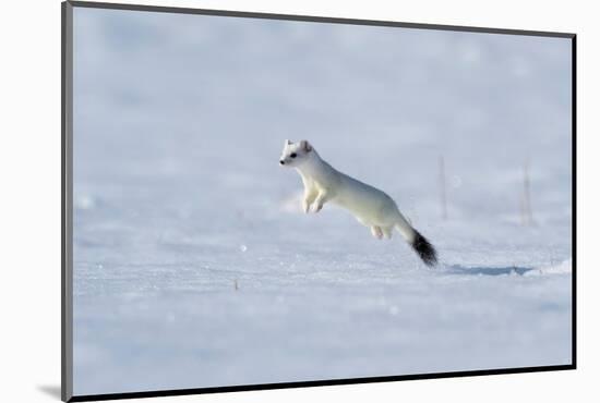 Weasel in winter coat, running through snow, Germany-Konrad Wothe-Mounted Photographic Print