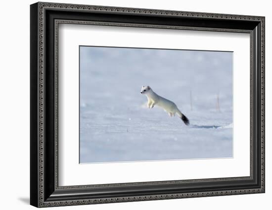 Weasel in winter coat, running through snow, Germany-Konrad Wothe-Framed Photographic Print