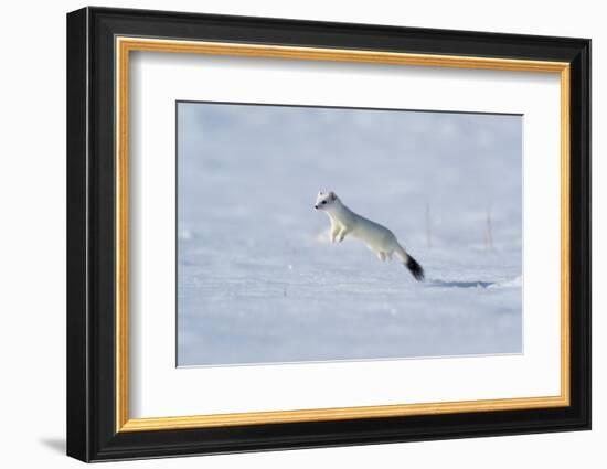 Weasel in winter coat, running through snow, Germany-Konrad Wothe-Framed Photographic Print