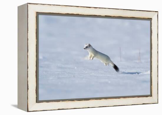 Weasel in winter coat, running through snow, Germany-Konrad Wothe-Framed Premier Image Canvas