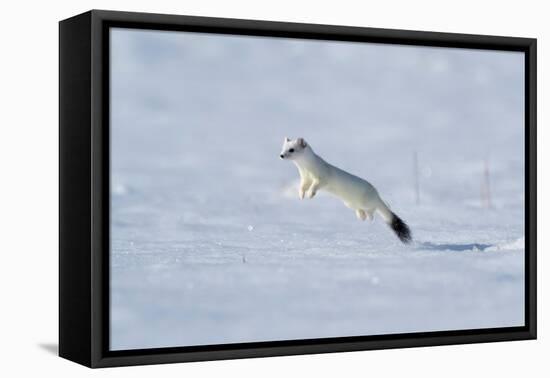 Weasel in winter coat, running through snow, Germany-Konrad Wothe-Framed Premier Image Canvas