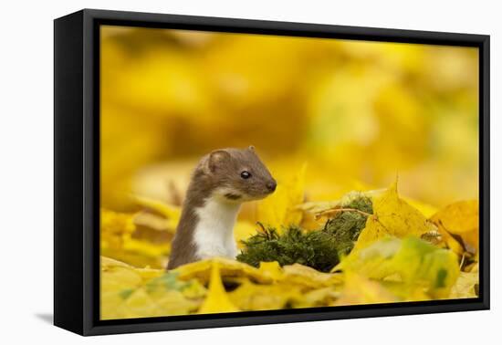 Weasel (Mustela Nivalis) Head and Neck Looking Out of Yellow Autumn Acer Leaves-Paul Hobson-Framed Premier Image Canvas