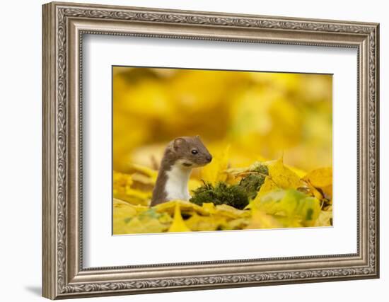 Weasel (Mustela Nivalis) Head and Neck Looking Out of Yellow Autumn Acer Leaves-Paul Hobson-Framed Photographic Print