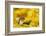 Weasel (Mustela Nivalis) Head and Neck Looking Out of Yellow Autumn Acer Leaves-Paul Hobson-Framed Photographic Print