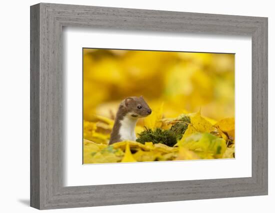 Weasel (Mustela Nivalis) Head and Neck Looking Out of Yellow Autumn Acer Leaves-Paul Hobson-Framed Photographic Print