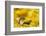 Weasel (Mustela Nivalis) Head and Neck Looking Out of Yellow Autumn Acer Leaves-Paul Hobson-Framed Photographic Print