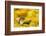 Weasel (Mustela Nivalis) Head and Neck Looking Out of Yellow Autumn Acer Leaves-Paul Hobson-Framed Photographic Print