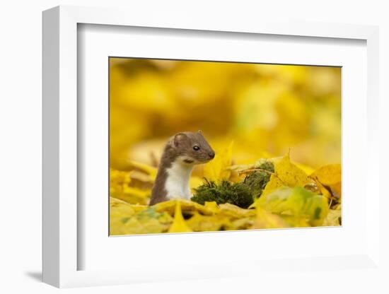 Weasel (Mustela Nivalis) Head and Neck Looking Out of Yellow Autumn Acer Leaves-Paul Hobson-Framed Photographic Print