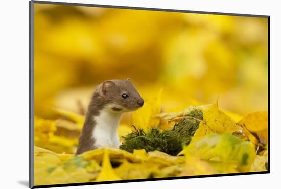 Weasel (Mustela Nivalis) Head and Neck Looking Out of Yellow Autumn Acer Leaves-Paul Hobson-Mounted Photographic Print