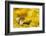 Weasel (Mustela Nivalis) Head and Neck Looking Out of Yellow Autumn Acer Leaves-Paul Hobson-Framed Photographic Print