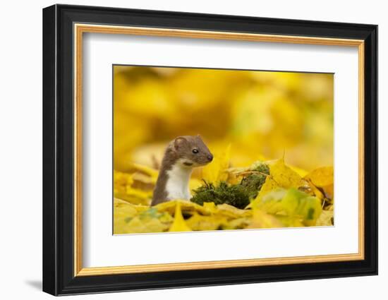 Weasel (Mustela Nivalis) Head and Neck Looking Out of Yellow Autumn Acer Leaves-Paul Hobson-Framed Photographic Print